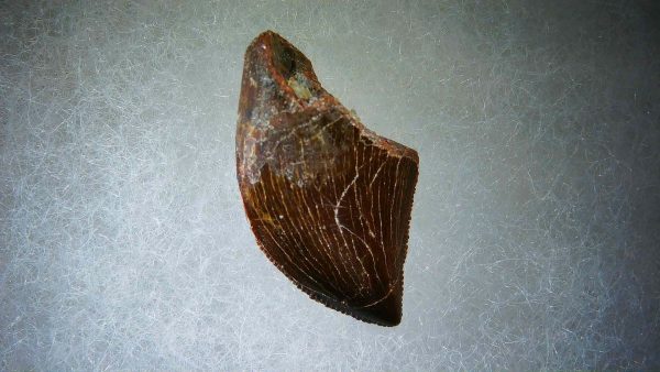 Genuine Cretaceous Age Carcharodontosaurus Dinosaur Tooth Fossil for Sale from Morocco #53a