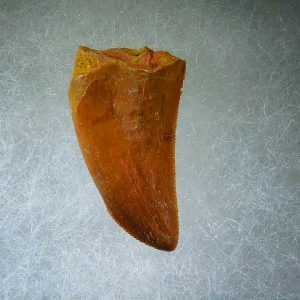 Genuine Cretaceous Age Carcharodontosaurus Dinosaur Tooth Fossil for Sale from Morocco #55