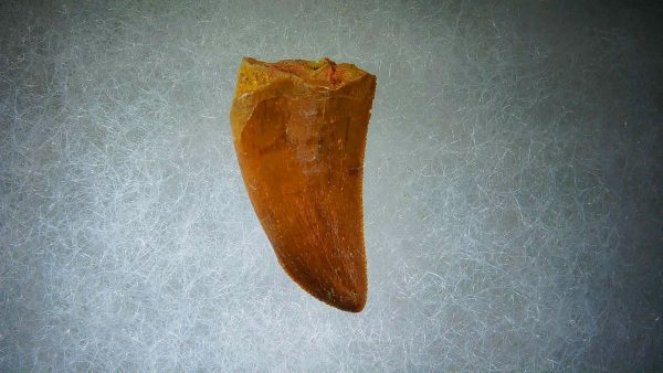 Genuine Cretaceous Age Carcharodontosaurus Dinosaur Tooth Fossil for Sale from Morocco #55