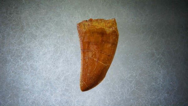 Genuine Cretaceous Age Carcharodontosaurus Dinosaur Tooth Fossil for Sale from Morocco #55a