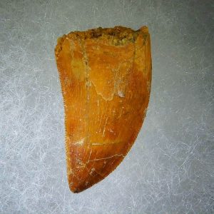 Genuine Cretaceous Age Carcharodontosaurus Dinosaur Tooth Fossil for Sale from Morocco #56