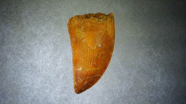 Genuine Cretaceous Age Carcharodontosaurus Dinosaur Tooth Fossil for Sale from Morocco #56