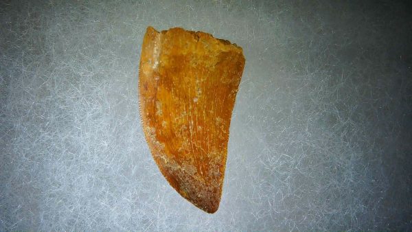 Genuine Cretaceous Age Carcharodontosaurus Dinosaur Tooth Fossil for Sale from Morocco #56a