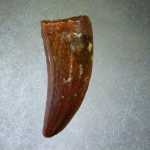 Genuine Cretaceous Age Carcharodontosaurus Dinosaur Tooth Fossil for Sale from Morocco #57