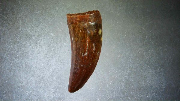 Genuine Cretaceous Age Carcharodontosaurus Dinosaur Tooth Fossil for Sale from Morocco #57