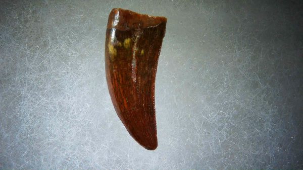 Genuine Cretaceous Age Carcharodontosaurus Dinosaur Tooth Fossil for Sale from Morocco #57a