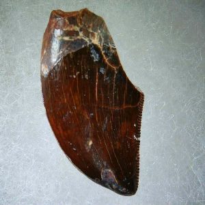 Genuine Cretaceous Age Carcharodontosaurus Dinosaur Tooth Fossil for Sale from Morocco #58