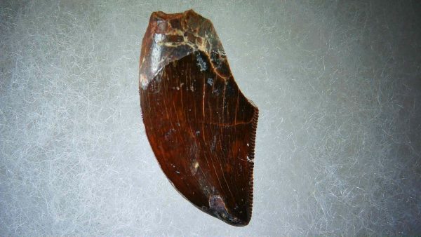 Genuine Cretaceous Age Carcharodontosaurus Dinosaur Tooth Fossil for Sale from Morocco #58