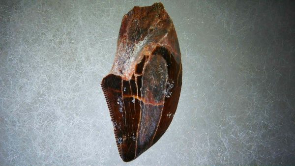 Genuine Cretaceous Age Carcharodontosaurus Dinosaur Tooth Fossil for Sale from Morocco #58a