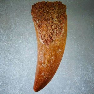 Genuine Cretaceous Age Carcharodontosaurus Dinosaur Tooth Fossil for Sale from Morocco #60