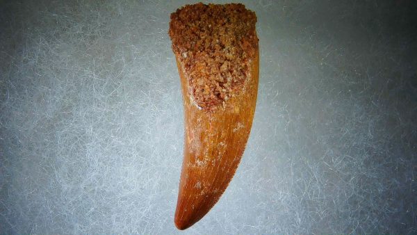 Genuine Cretaceous Age Carcharodontosaurus Dinosaur Tooth Fossil for Sale from Morocco #60