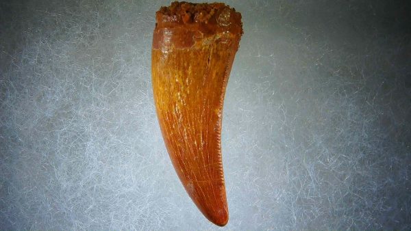 Genuine Cretaceous Age Carcharodontosaurus Dinosaur Tooth Fossil for Sale from Morocco #60a