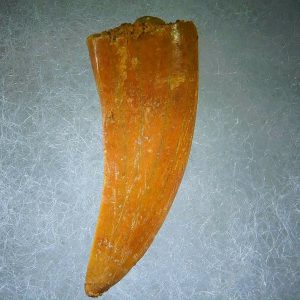 Genuine Cretaceous Age Carcharodontosaurus Dinosaur Tooth Fossil for Sale from Morocco #61