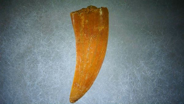 Genuine Cretaceous Age Carcharodontosaurus Dinosaur Tooth Fossil for Sale from Morocco #61