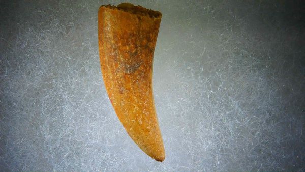 Genuine Cretaceous Age Carcharodontosaurus Dinosaur Tooth Fossil for Sale from Morocco #61a