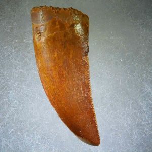 Genuine Cretaceous Age Carcharodontosaurus Dinosaur Tooth Fossil for Sale from Morocco #62