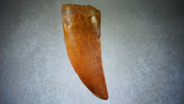 Genuine Cretaceous Age Carcharodontosaurus Dinosaur Tooth Fossil for Sale from Morocco #62