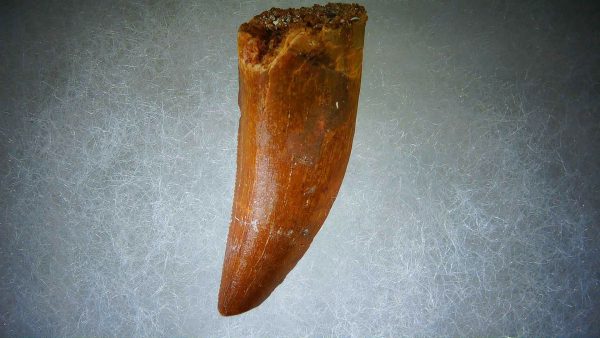 Genuine Cretaceous Age Carcharodontosaurus Dinosaur Tooth Fossil for Sale from Morocco #62a