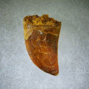 Genuine Cretaceous Age Carcharodontosaurus Dinosaur Tooth Fossil for Sale from Morocco #63