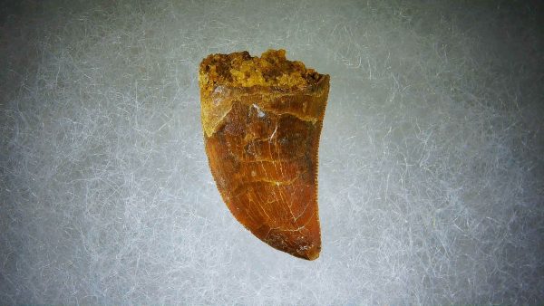 Genuine Cretaceous Age Carcharodontosaurus Dinosaur Tooth Fossil for Sale from Morocco #63