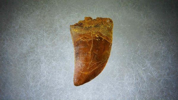 Genuine Cretaceous Age Carcharodontosaurus Dinosaur Tooth Fossil for Sale from Morocco #63a