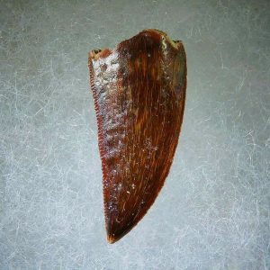 Genuine Cretaceous Age Carcharodontosaurus Dinosaur Tooth Fossil for Sale from Morocco #64