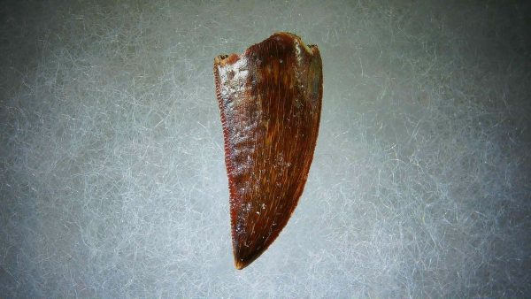 Genuine Cretaceous Age Carcharodontosaurus Dinosaur Tooth Fossil for Sale from Morocco #64