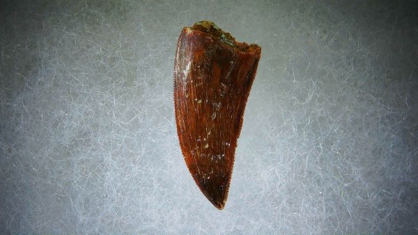 Genuine Cretaceous Age Carcharodontosaurus Dinosaur Tooth Fossil for Sale from Morocco #64a