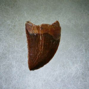 Genuine Cretaceous Age Carcharodontosaurus Dinosaur Tooth Fossil for Sale from Morocco #65