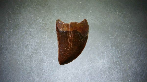 Genuine Cretaceous Age Carcharodontosaurus Dinosaur Tooth Fossil for Sale from Morocco #65