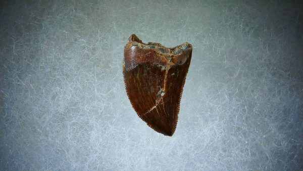 Genuine Cretaceous Age Carcharodontosaurus Dinosaur Tooth Fossil for Sale from Morocco #65a