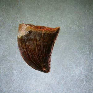 Genuine Cretaceous Age Carcharodontosaurus Dinosaur Tooth Fossil for Sale from Morocco #66