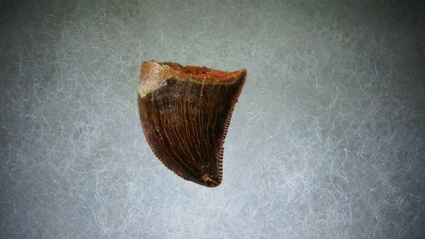 Genuine Cretaceous Age Carcharodontosaurus Dinosaur Tooth Fossil for Sale from Morocco #66