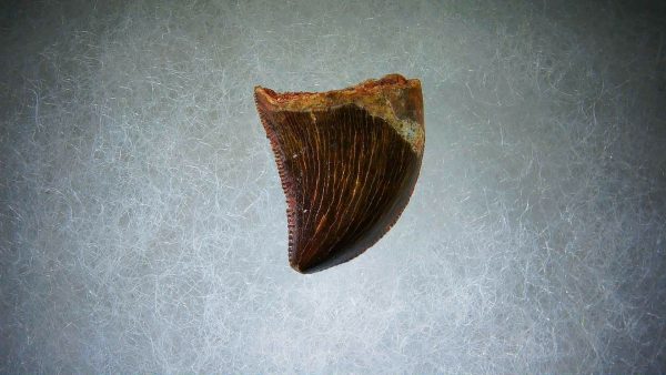 Genuine Cretaceous Age Carcharodontosaurus Dinosaur Tooth Fossil for Sale from Morocco #66a