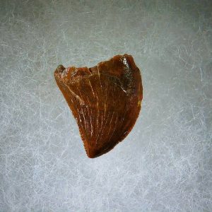 Genuine Cretaceous Age Carcharodontosaurus Dinosaur Tooth Fossil for Sale from Morocco #67