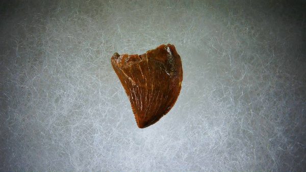 Genuine Cretaceous Age Carcharodontosaurus Dinosaur Tooth Fossil for Sale from Morocco #67