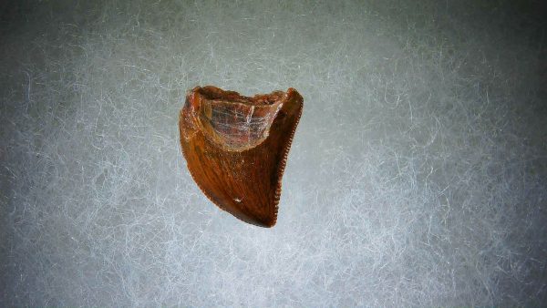 Genuine Cretaceous Age Carcharodontosaurus Dinosaur Tooth Fossil for Sale from Morocco #67a