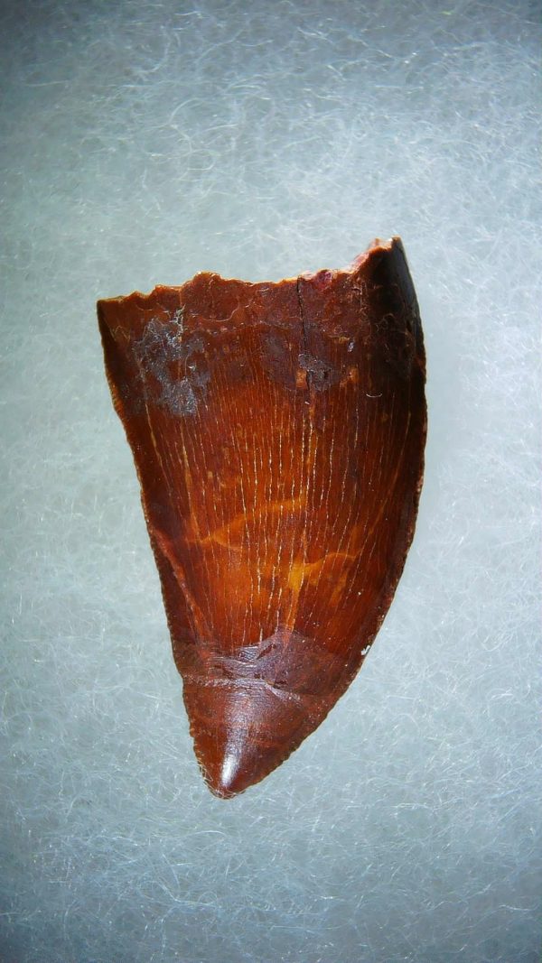 Genuine Cretaceous Age Carcharodontosaurus Dinosaur Tooth Fossil for Sale from Morocco #68