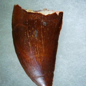 Genuine Cretaceous Age Carcharodontosaurus Dinosaur Tooth Fossil for Sale from Morocco #68a