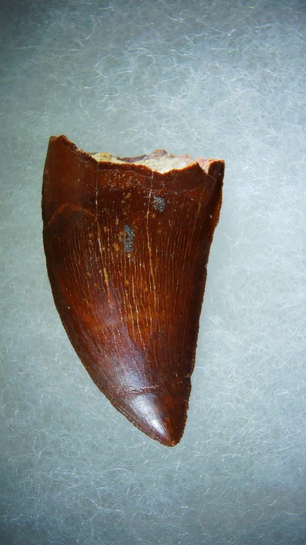 Genuine Cretaceous Age Carcharodontosaurus Dinosaur Tooth Fossil for Sale from Morocco #68a