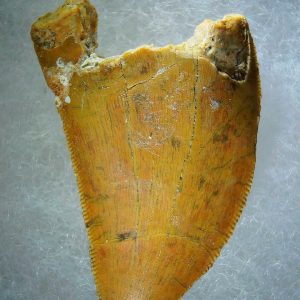 Genuine Cretaceous Age Carcharodontosaurus Dinosaur Tooth Fossil for Sale from Morocco #70