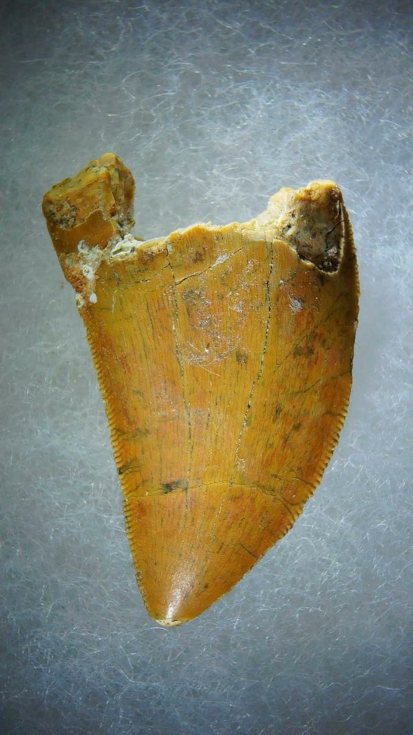 Genuine Cretaceous Age Carcharodontosaurus Dinosaur Tooth Fossil for Sale from Morocco #70