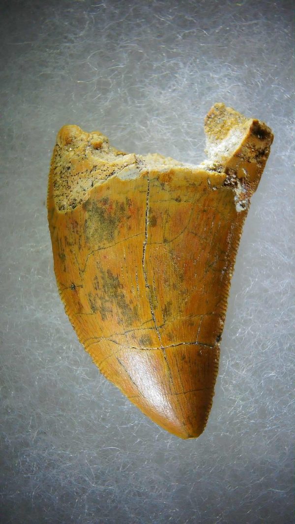 Genuine Cretaceous Age Carcharodontosaurus Dinosaur Tooth Fossil for Sale from Morocco #70a