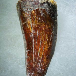 Genuine Cretaceous Age Carcharodontosaurus Dinosaur Tooth Fossil for Sale from Morocco #71