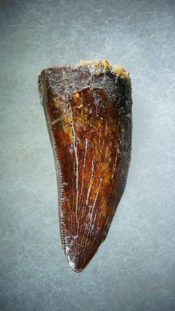 Genuine Cretaceous Age Carcharodontosaurus Dinosaur Tooth Fossil for Sale from Morocco #71