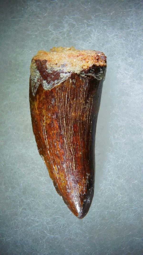 Genuine Cretaceous Age Carcharodontosaurus Dinosaur Tooth Fossil for Sale from Morocco #71a