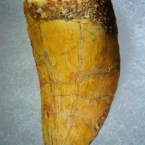 Genuine Cretaceous Age Carcharodontosaurus Dinosaur Tooth Fossil for Sale from Morocco #72