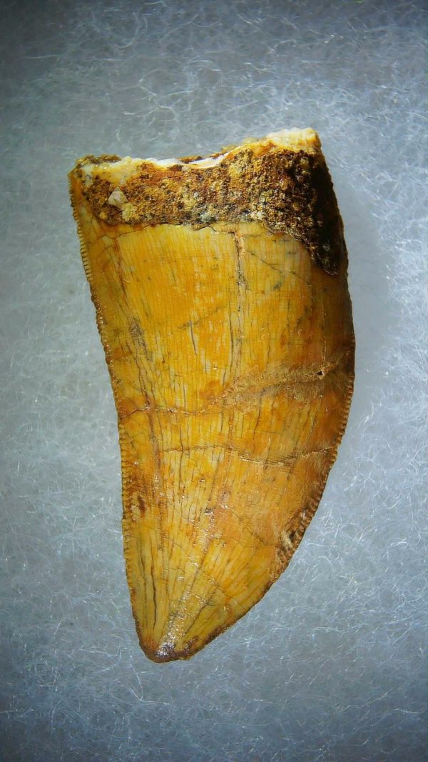 Genuine Cretaceous Age Carcharodontosaurus Dinosaur Tooth Fossil for Sale from Morocco #72