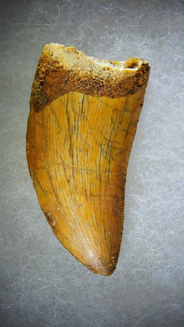 Genuine Cretaceous Age Carcharodontosaurus Dinosaur Tooth Fossil for Sale from Morocco #72a