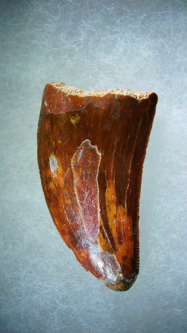 Genuine Cretaceous Age Carcharodontosaurus Dinosaur Tooth Fossil for Sale from Morocco #74